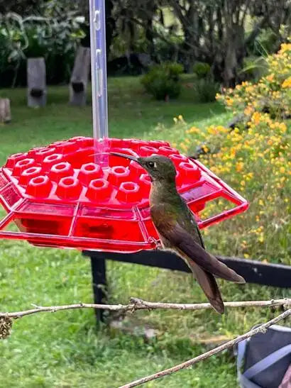 Comedero colibri
